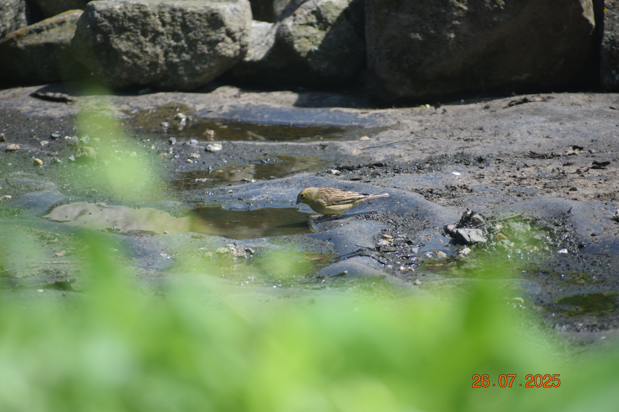 Raimondi's Yellow Finch (Sicalis raimondii), photo 5