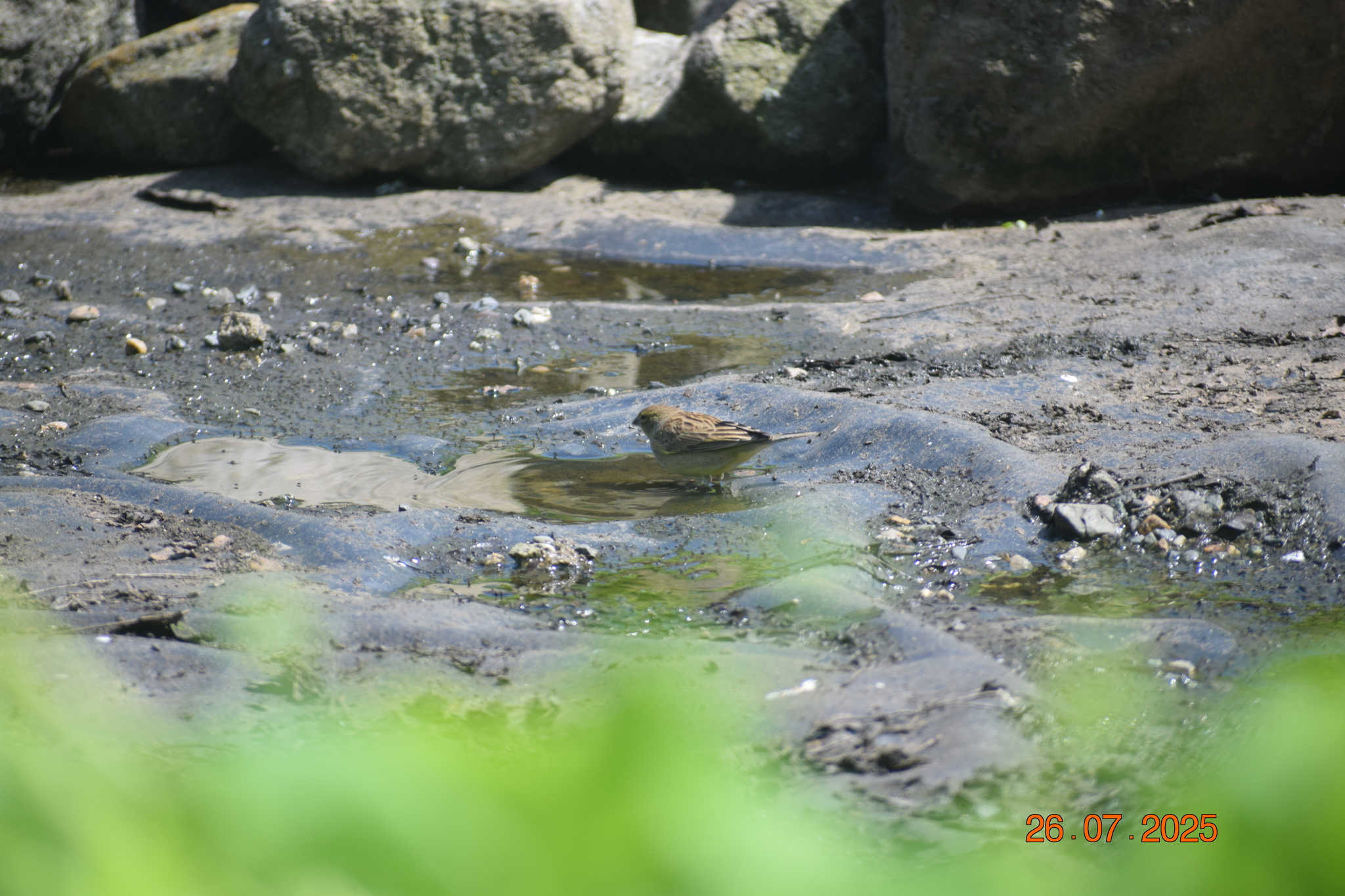 Raimondi's Yellow Finch (Sicalis raimondii), photo 8