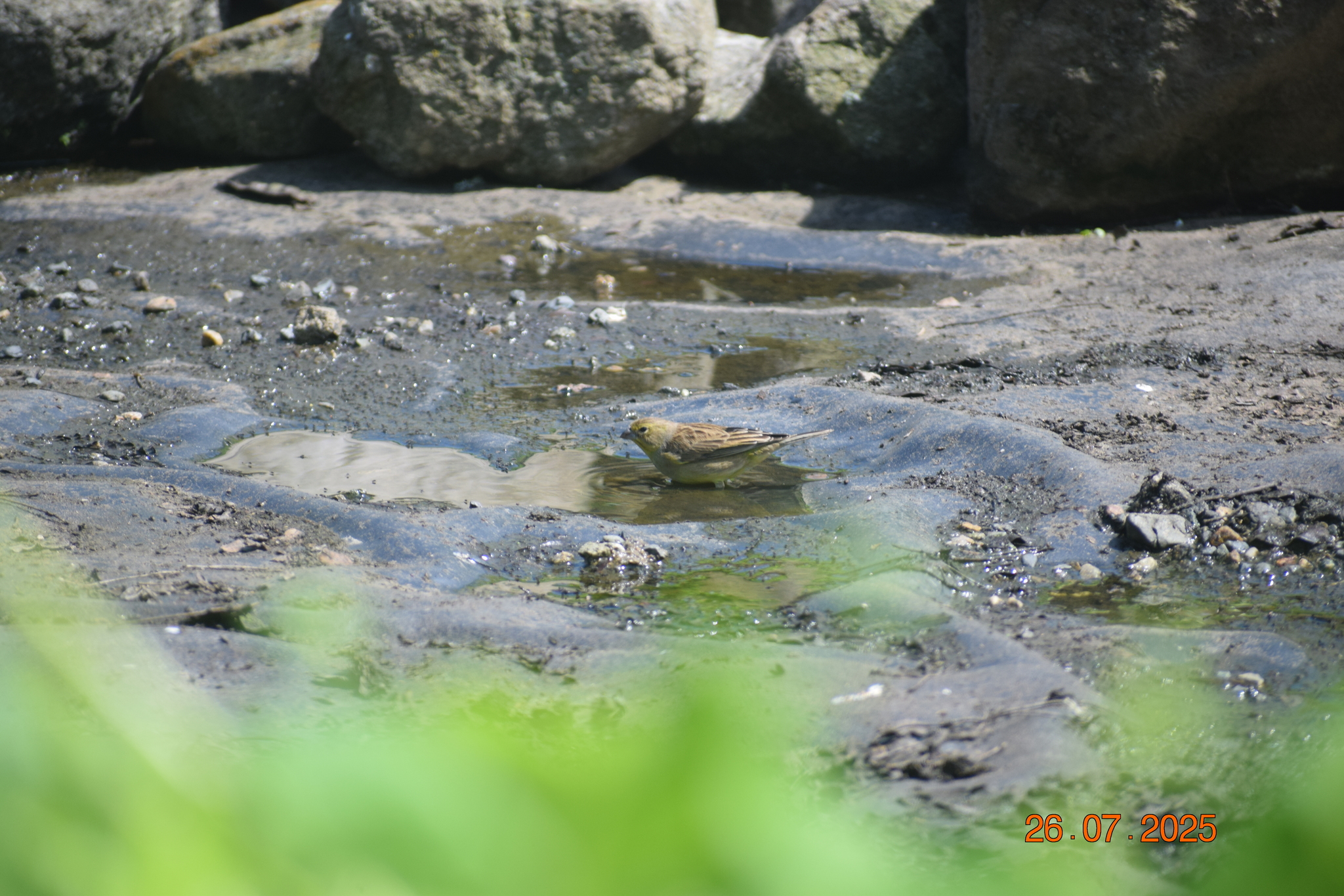 Raimondi's Yellow Finch (Sicalis raimondii), photo 4