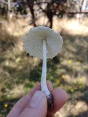 Leucocoprinus brebissonii