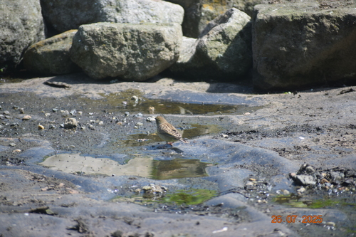 Raimondi's Yellow Finch (Sicalis raimondii), photo 9