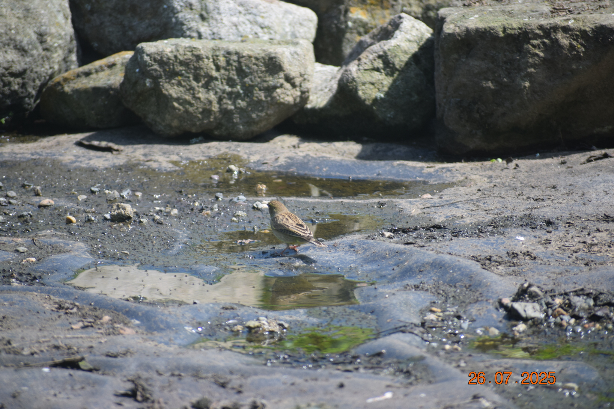 Raimondi's Yellow Finch (Sicalis raimondii), photo 9