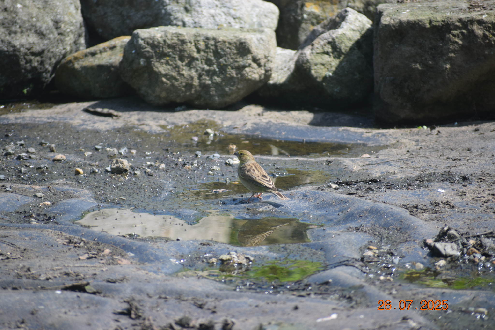 Raimondi's Yellow Finch (Sicalis raimondii), photo 10