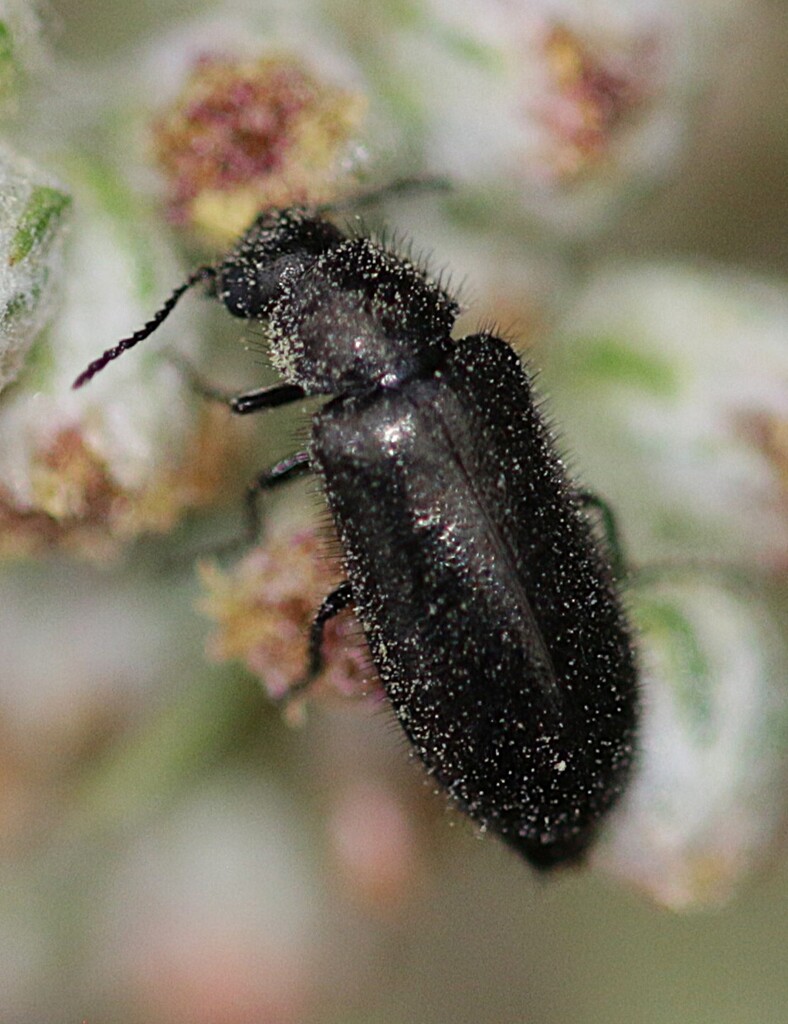 Aplocnemus tarsalis