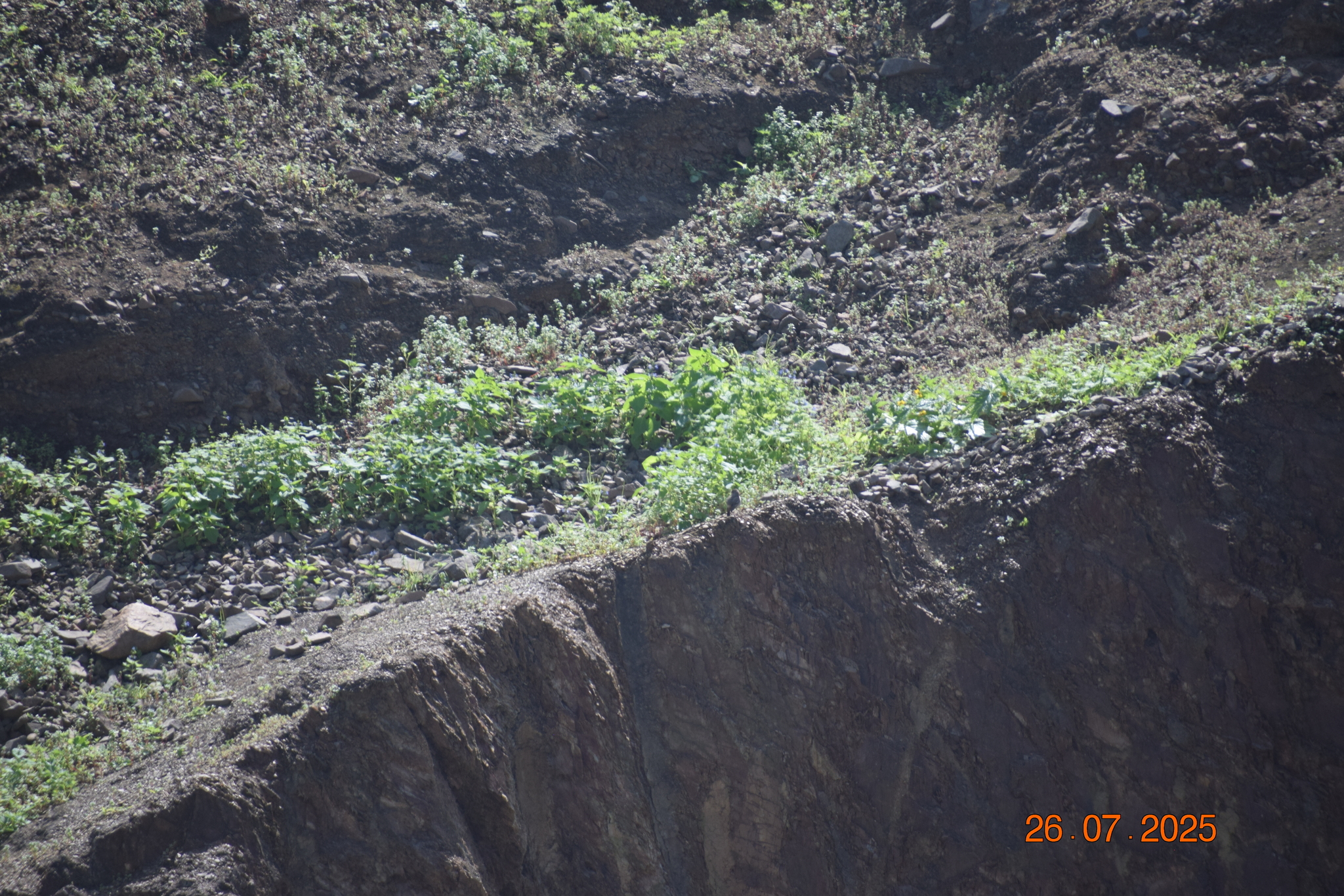 Short-tailed Field Tyrant (Muscigralla brevicauda), photo 8