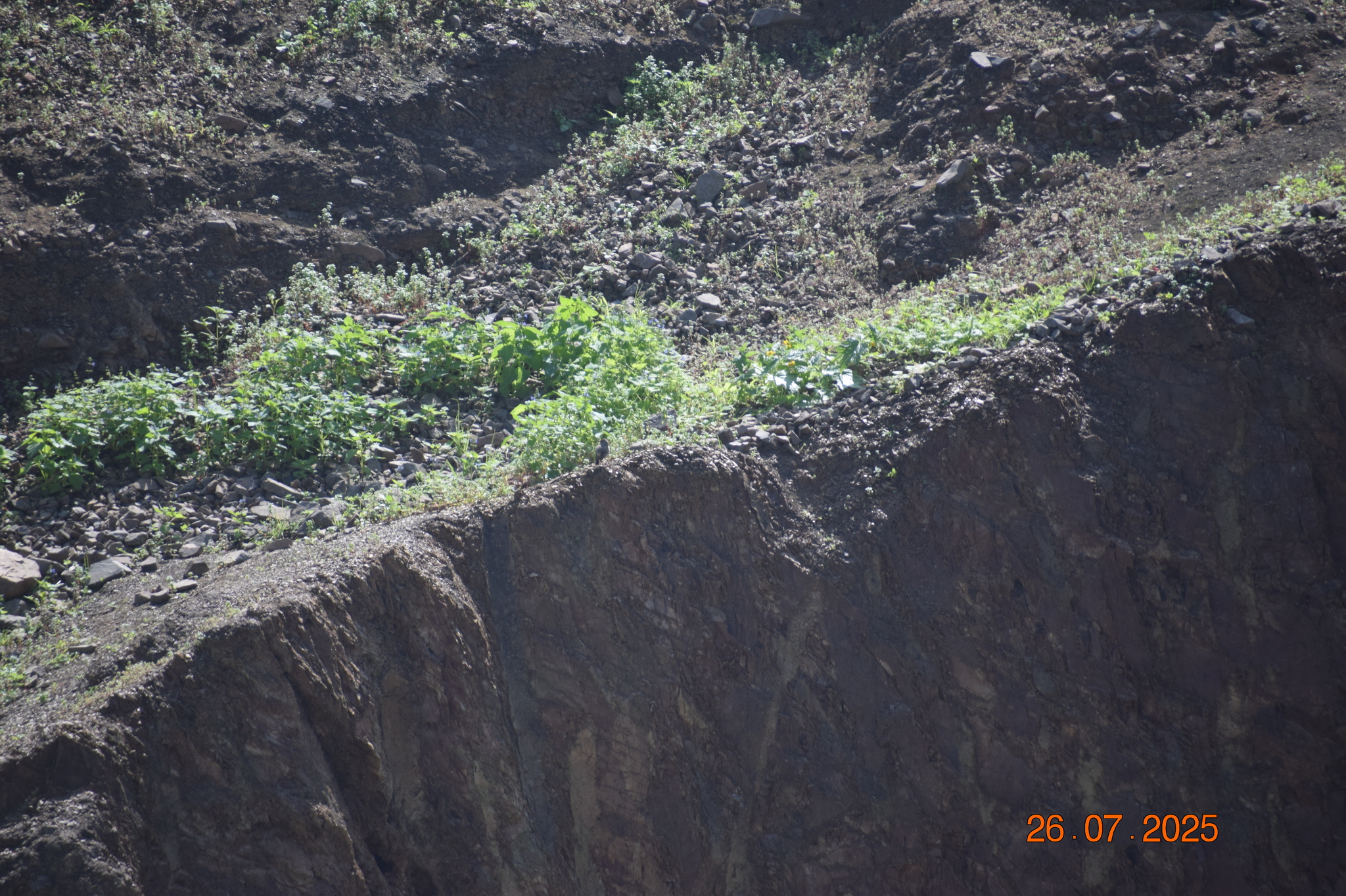 Short-tailed Field Tyrant (Muscigralla brevicauda), photo 9