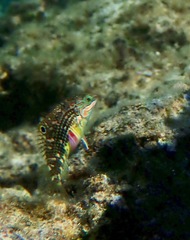 Halichoeres margaritaceus