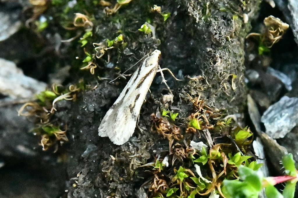 Sattleria