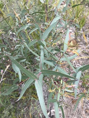 Eucalyptus viminalis pryoriana