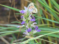 Hygrophila