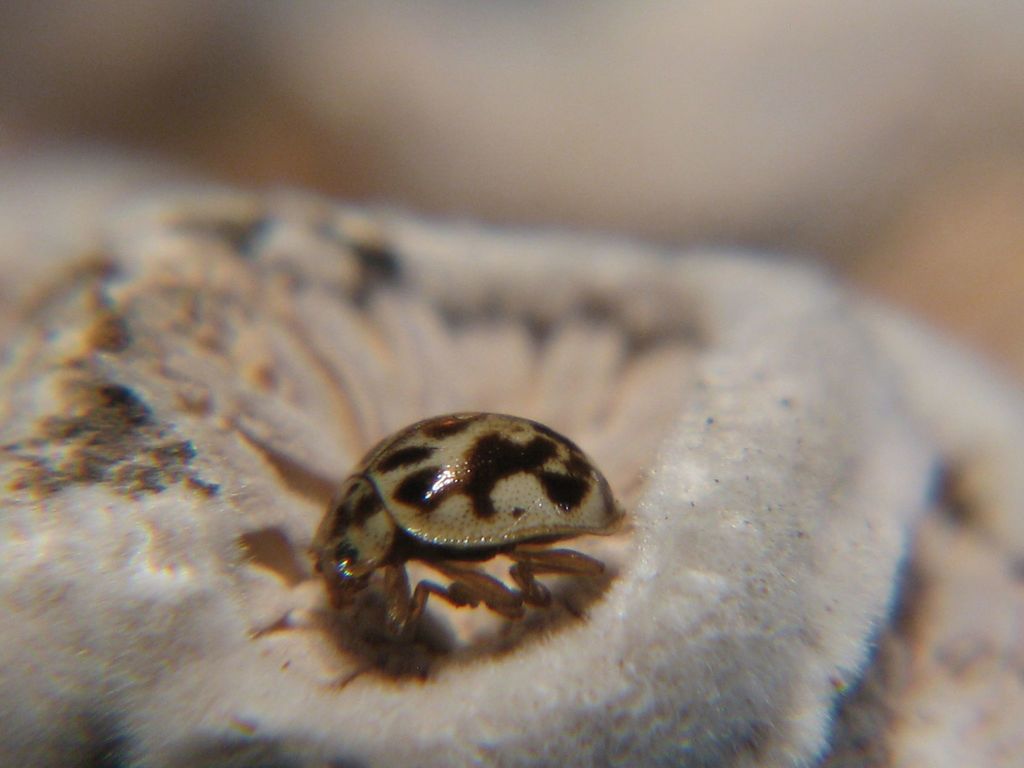 Galápagos Fairy Lady Beetle