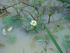 Image of Nymphaea maculata