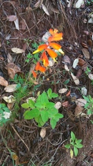 Castilleja tenuifolia