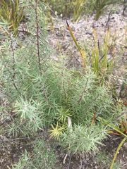 Persoonia juniperina