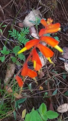 Castilleja tenuifolia