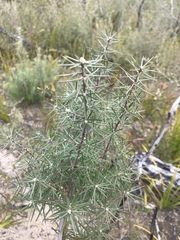 Persoonia juniperina