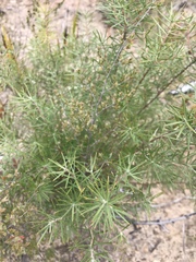 Persoonia juniperina