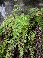 Adiantum jordanii image