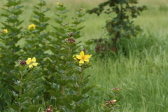 Cochlospermum planchonii image