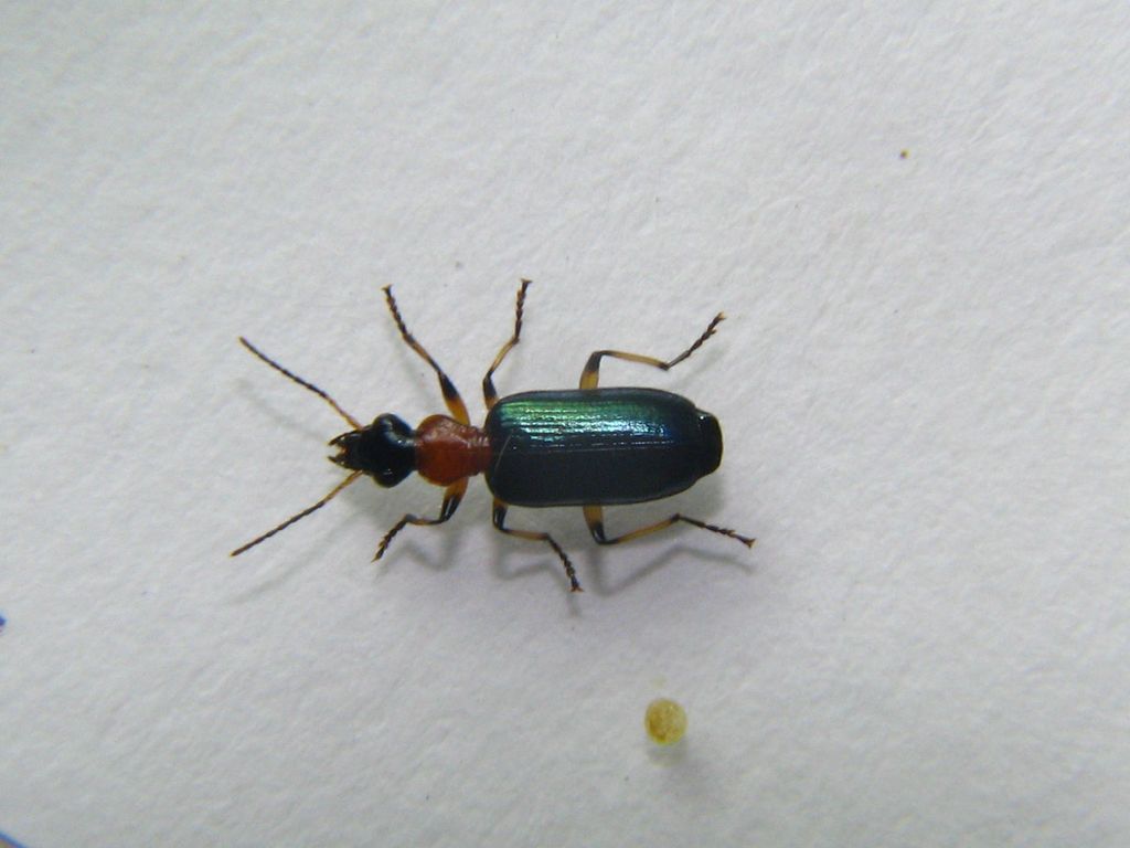 Calleida migratoria