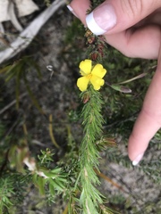 Hibbertia fasciculata