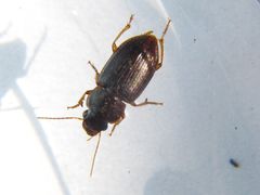 Selenophorus galapagoensis