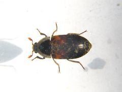 Dermestes carnivorus