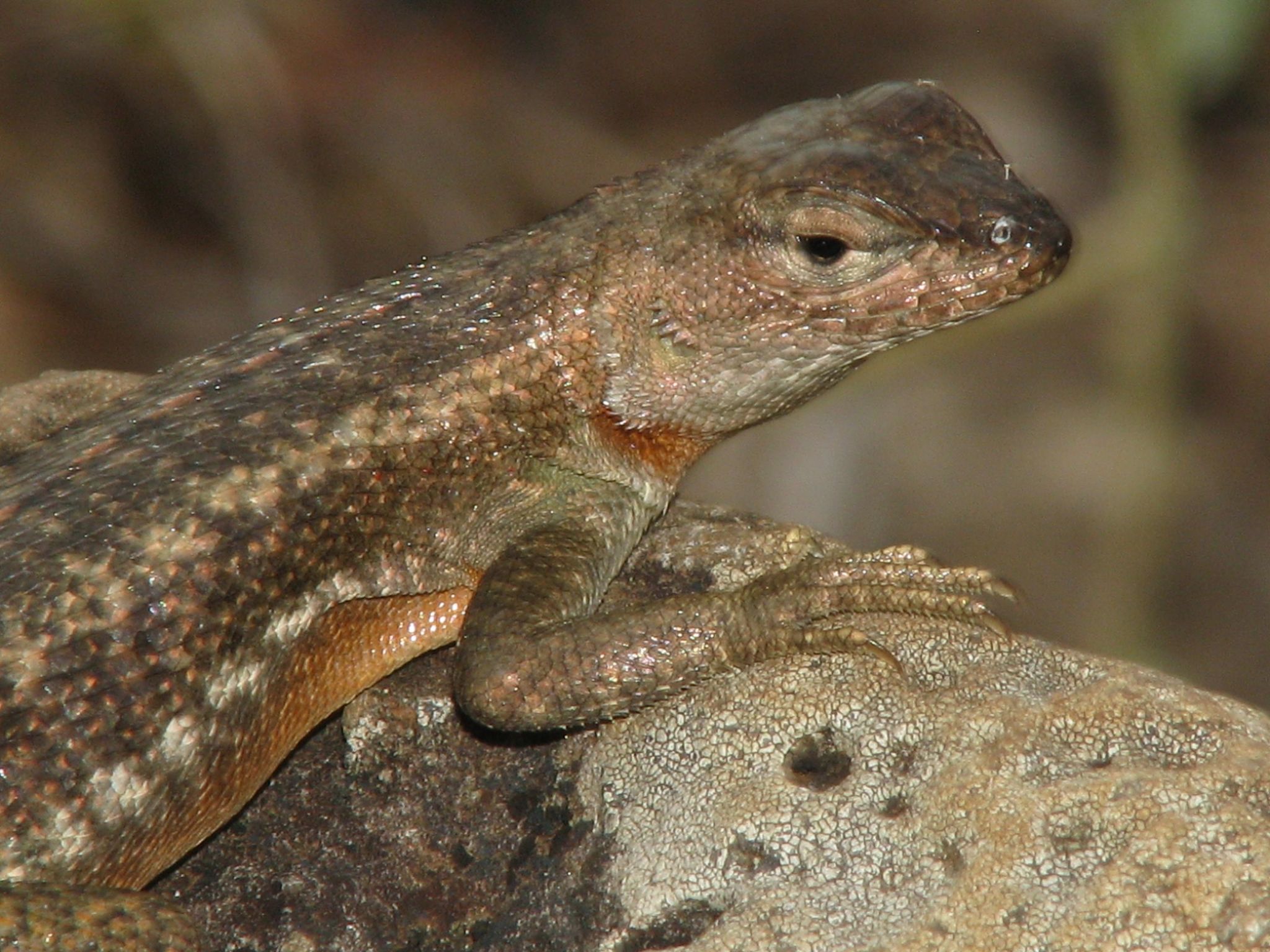 Naandrod porno oyinlar