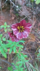 Cosmos scabiosoides