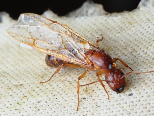 Colobopsis moeschiColobopsis moeschi