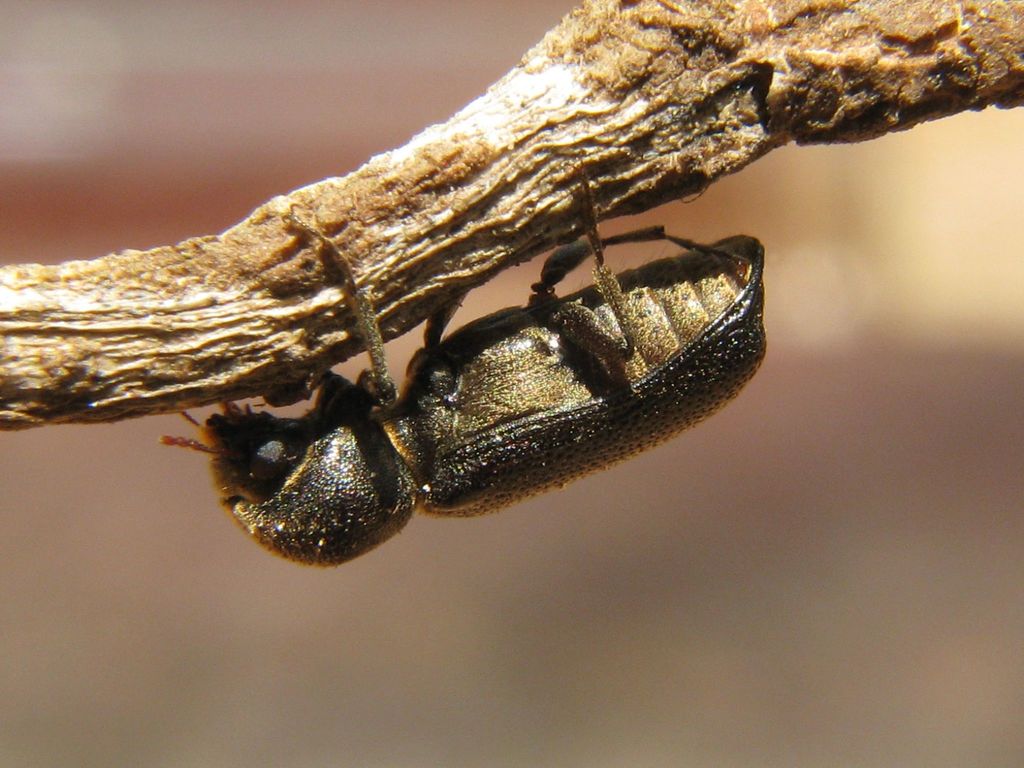 Amphicerus galapaganus