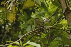 Rhynchocyclus brevirostris