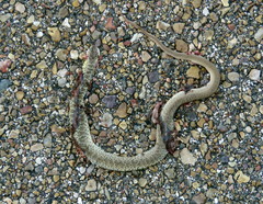 Coluber constrictor oaxaca