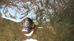 Limnonectes kuhlii