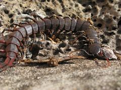 Scolopendra galapagoensis