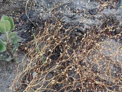 Nemacladus parikhiae