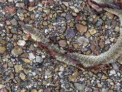 Coluber constrictor oaxaca