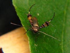 Aetole galapagoensis