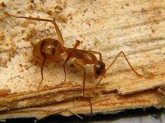 Camponotus conspicuus