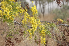 Cassiinae