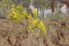 Cassiinae