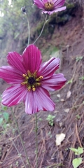 Cosmos scabiosoides