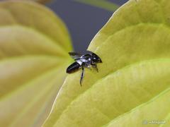 Megachile conjuncta