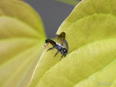 Megachile conjuncta