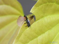 Megachile conjuncta