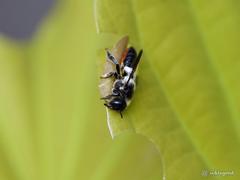 Megachile conjuncta
