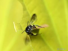 Megachile conjuncta