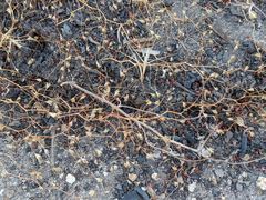 Nemacladus parikhiae