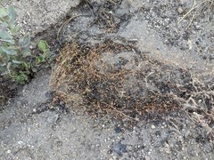 Nemacladus parikhiae