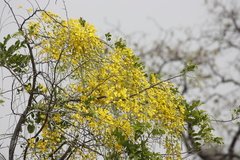 Cassiinae